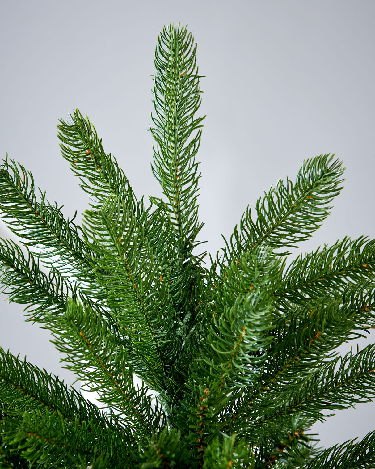 Large Mixed Pine Christmas Tree