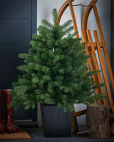Mixed Pine Traditional Potted Christmas Tree, 3ft