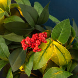 Pre-Lit Leaf & Berry Wreath, 60 cm