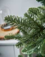 Nordmann Fir Christmas Tree
