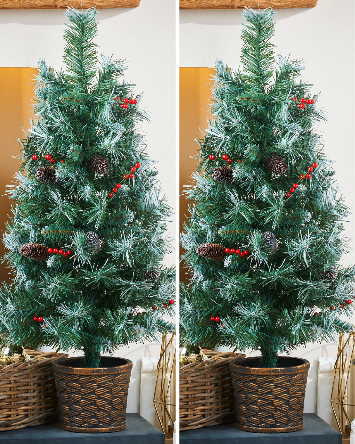 Potted Scandinavian Blue Spruce Christmas Tree Bundle 2 Pack